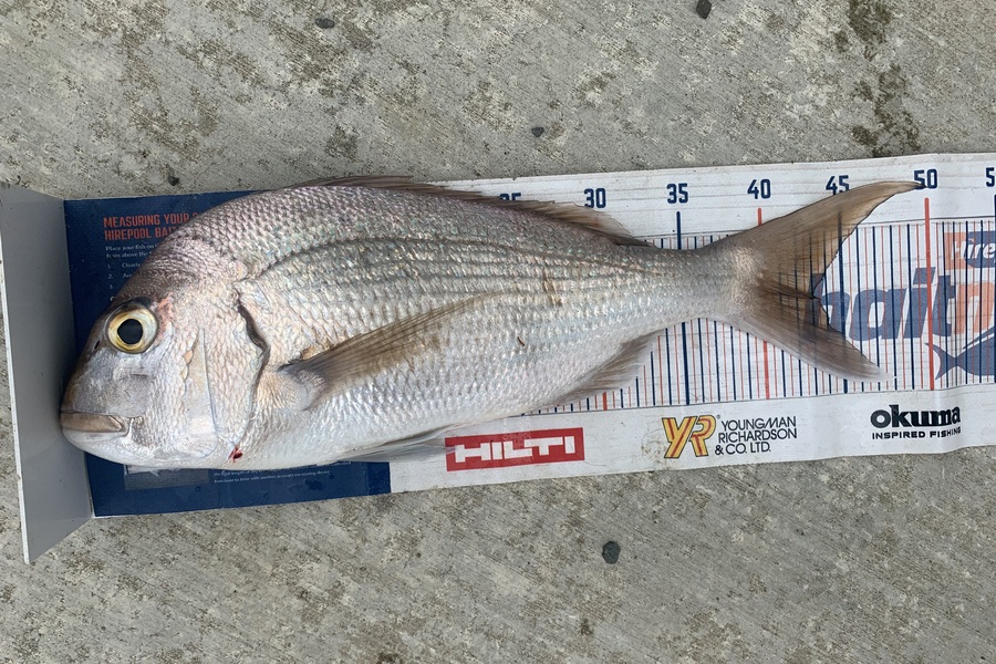 Mark Piskulic caught this 43.0cm Snapper at Doubtless Bay during The Export NZ Fishing Competition